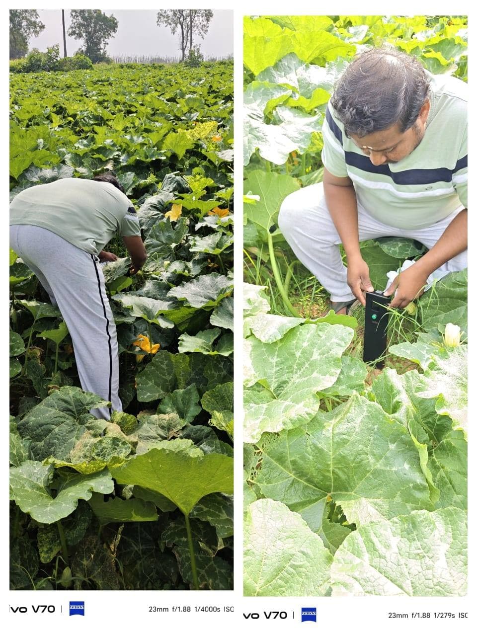 Two views of a farmer using Soilo Essence in a leafy crop field