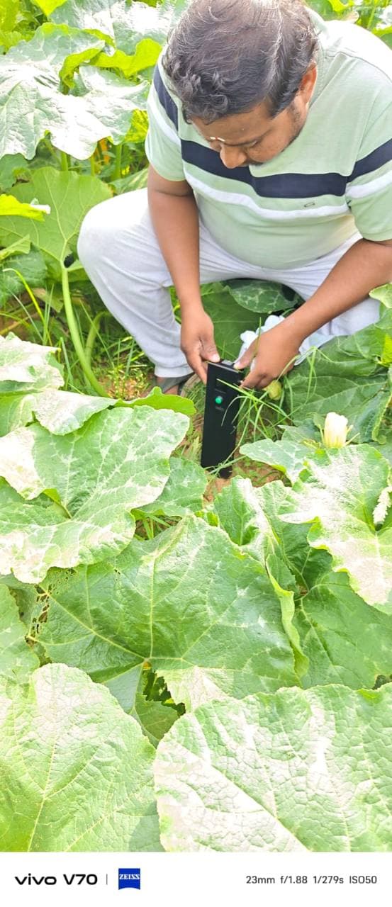 Farmer using Soilo Essence among leafy vine crops