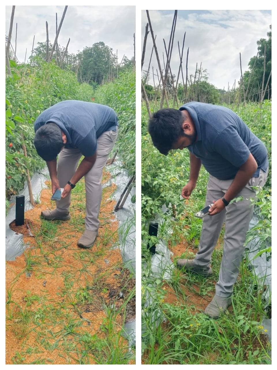Field operator checking a mobile phone while using Soilo Essence between staked crop rows