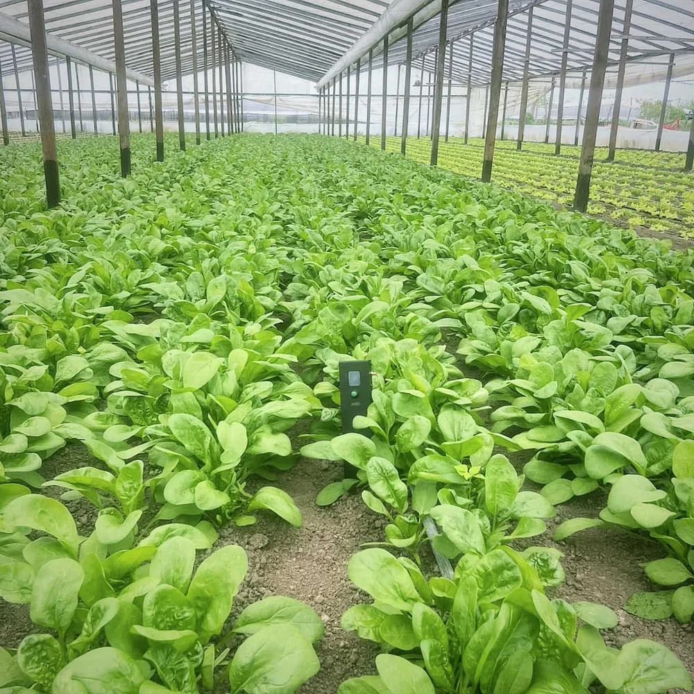 Soilo Essence testing soil between rows of leafy greenhouse crops