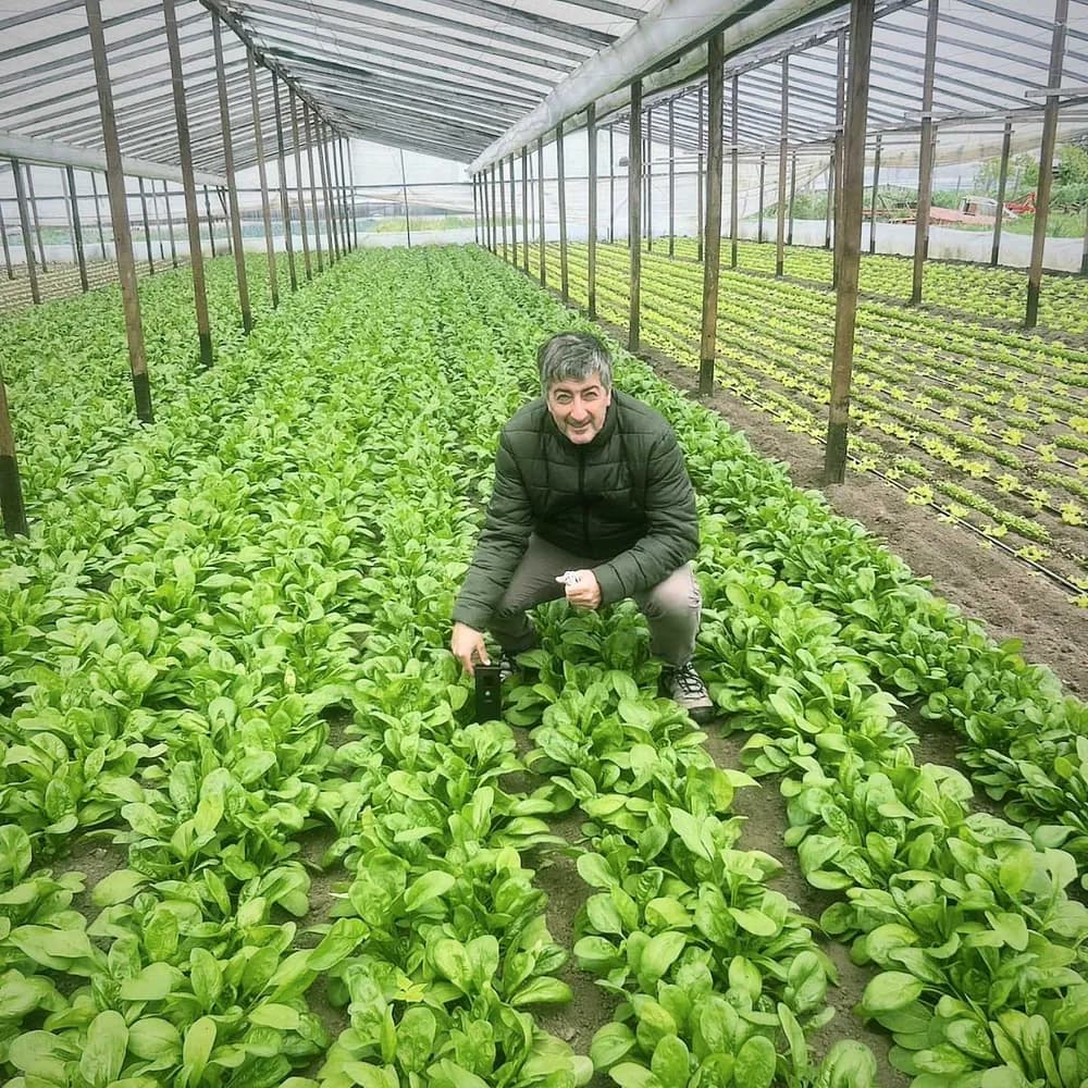 Grower testing soil with Soilo Essence among leafy crops in a greenhouse