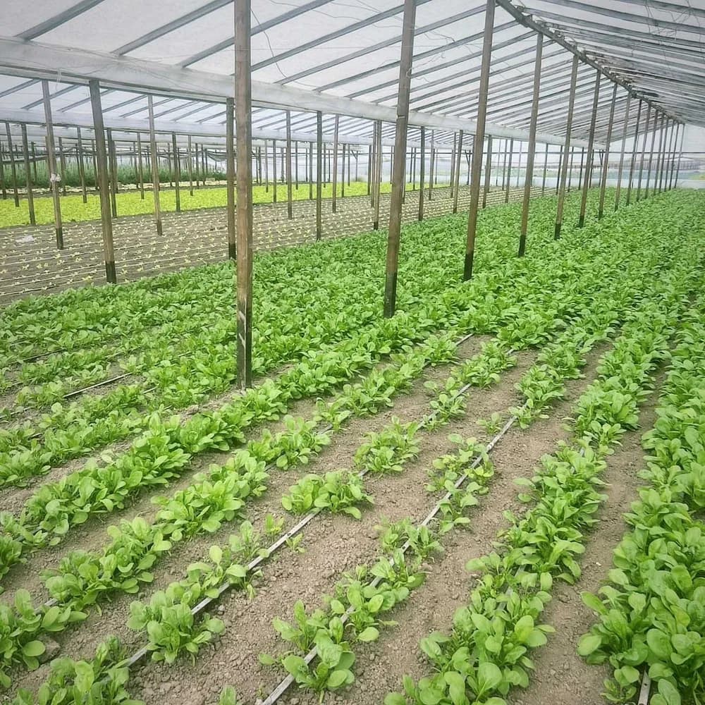 Leafy crop beds and drip irrigation lines inside a greenhouse