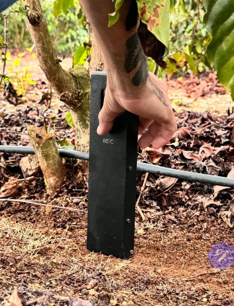 Placing Soilo Essence in the soil under a coffee plant