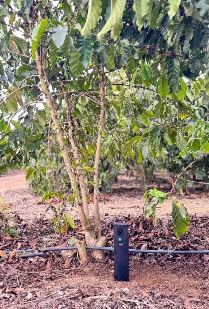 Soilo Essence under a coffee tree with drip irrigation