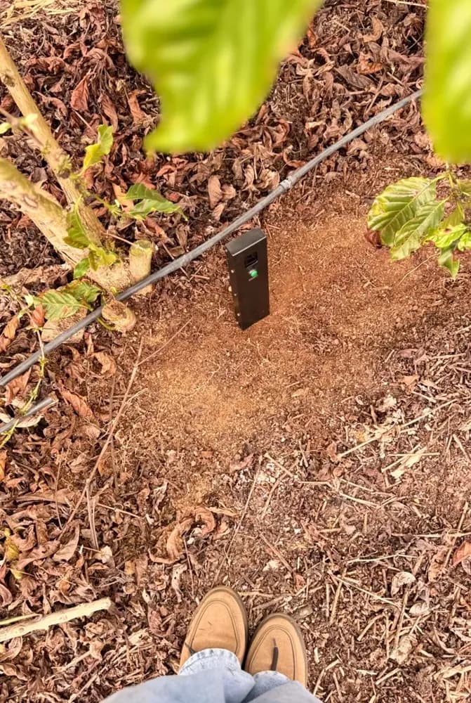 Top view of Soilo Essence in coffee farm soil