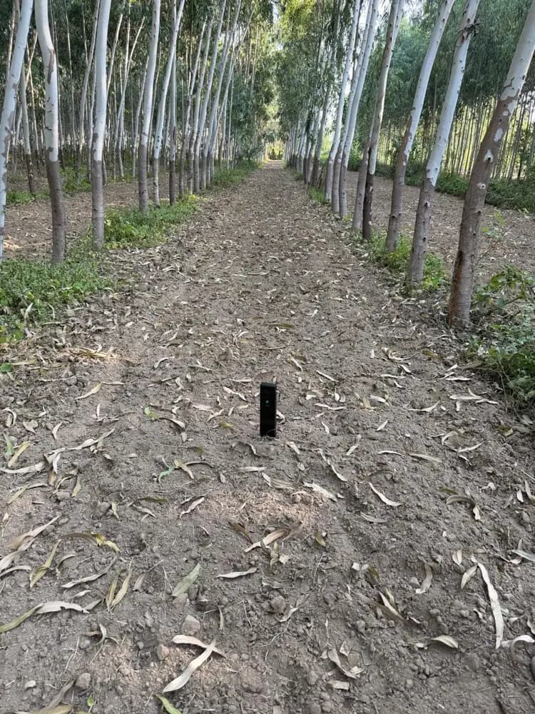 Soilo Essence in the soil between eucalyptus rows